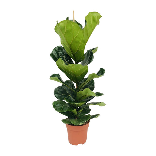 Ficus Lyrata - Geigenbaum - Ø21cm - ↨100cm