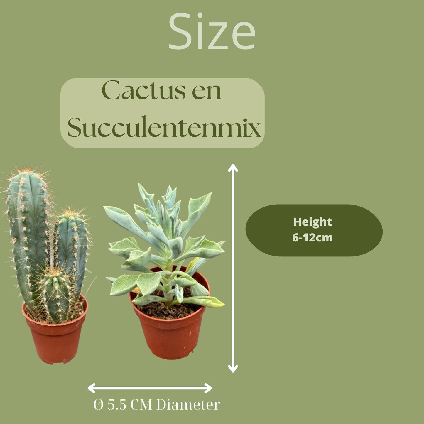 40 Stück - Der Cactus- und Sukkulenten-Mix - 5.5cmØ- ↨5-10cm