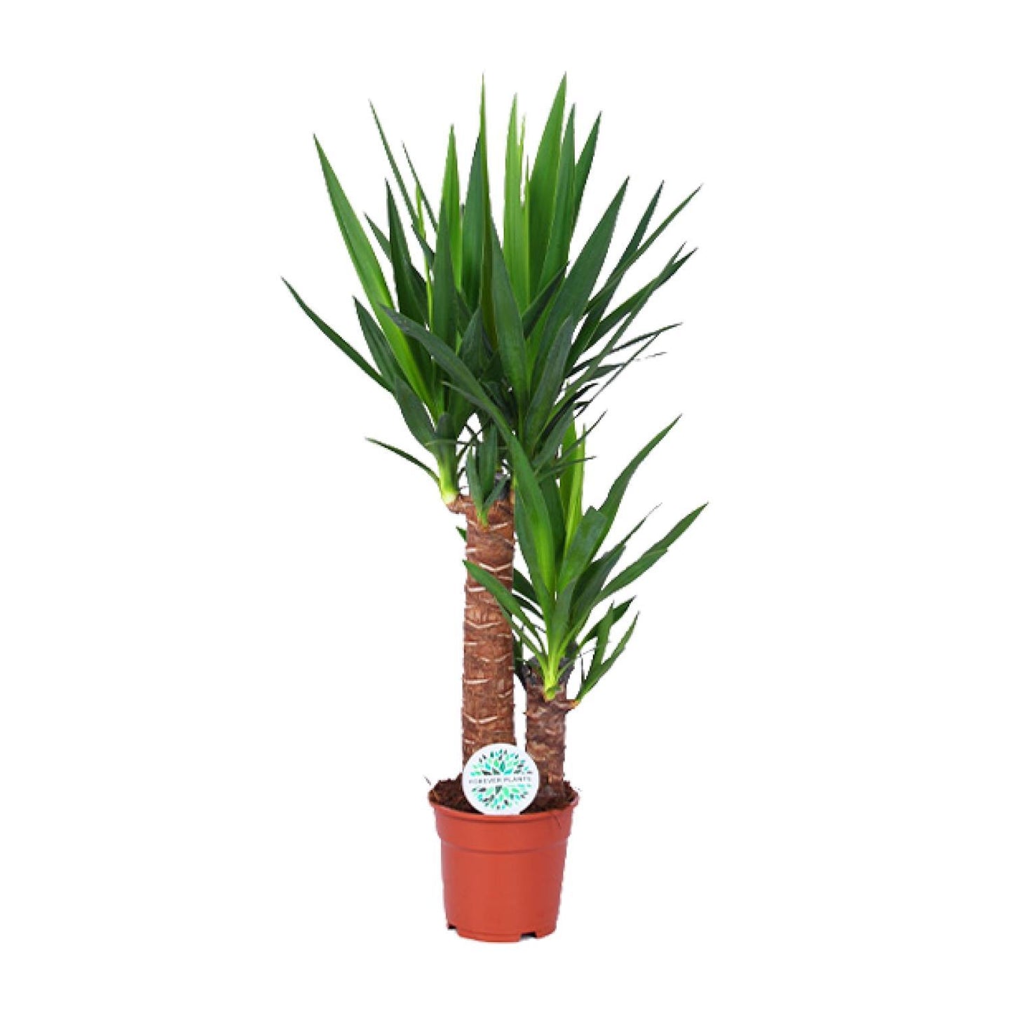 Yucca - Ø17cm - ↨80cm