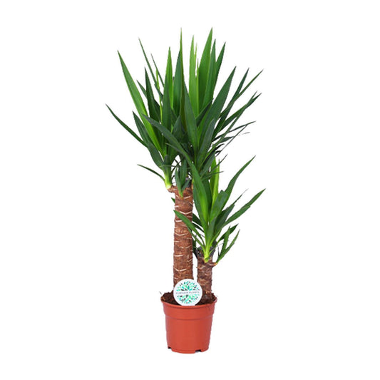 Yucca - Ø17cm - ↨80cm