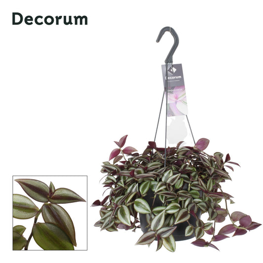 Tradescantia Zebrina Purpusii - Ø17cm - ↨30cm