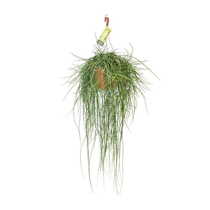 Rhipsalis Floccosa - Ø21cm - ↨70cm