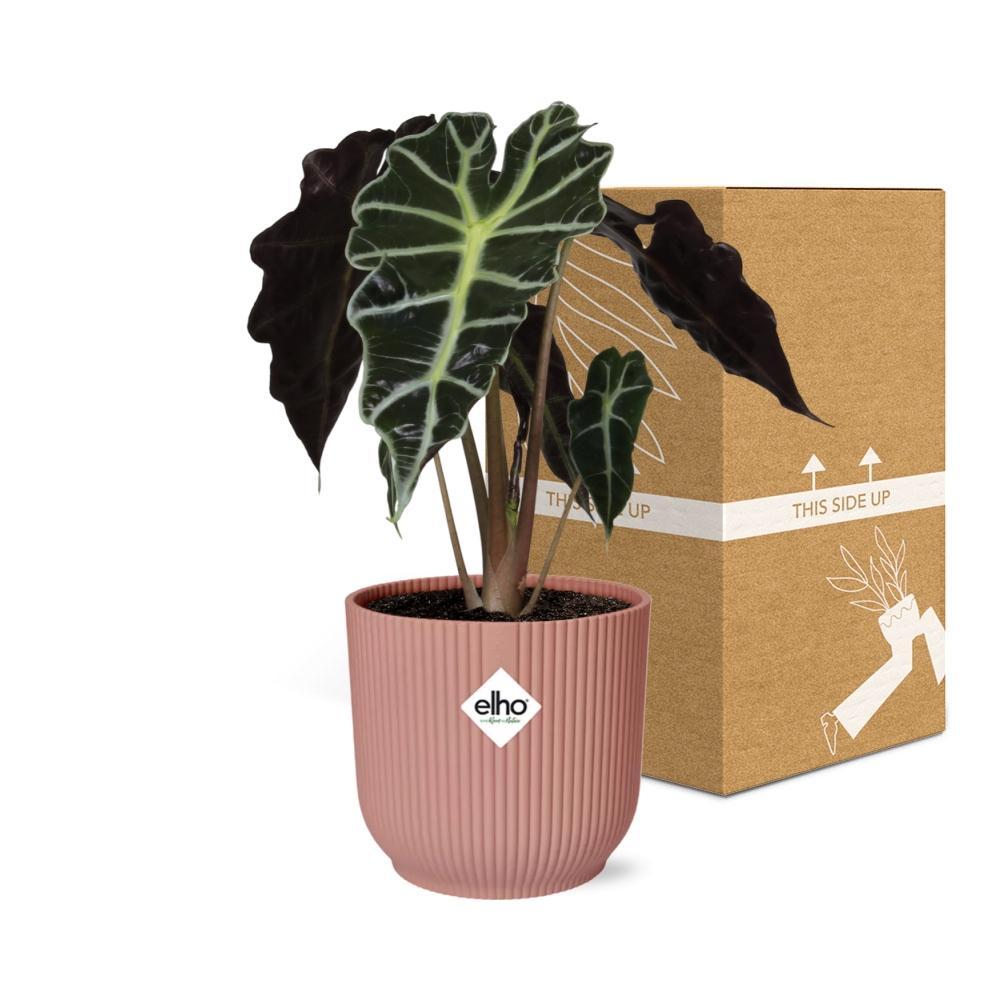 Alocasia Polly - 20-30cm - 14cm ELHO Vibes Fold 14cm rosa