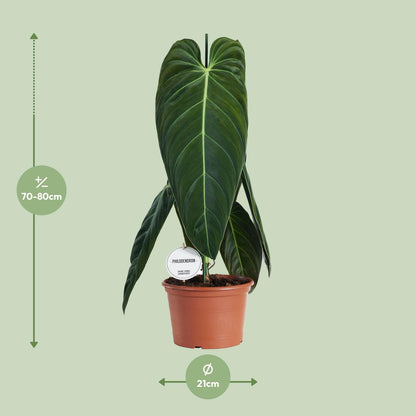 Philodendron Melanochrysum - Ø21cm - ↨75cm