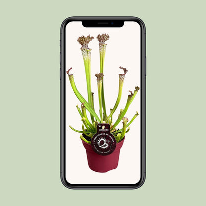 Sarracenia Farnhamii - Ø12cm - ↨40cm