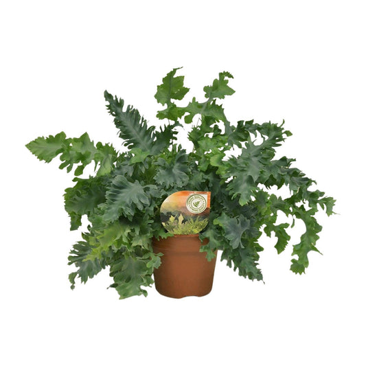 Phlebodium Davana - Ø17cm - ↨45cm