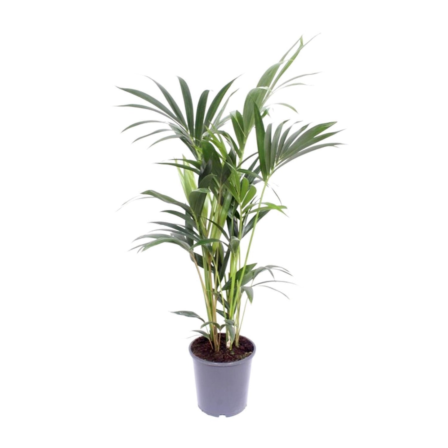 Howea Forsteriana - Kentia-Palme - Ø17cm - ↨75cm