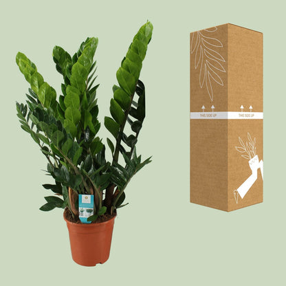 Zamioculcas Zamiifolia - Ø21cm - ↨80cm