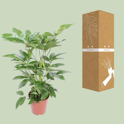 Schefflera Actinophylla Amate - Ø24cm - ↨100cm