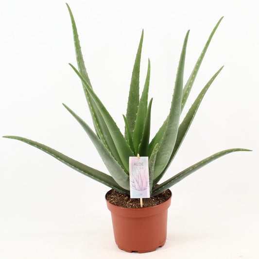 Aloe Vera -↨70cm - Ø19cm