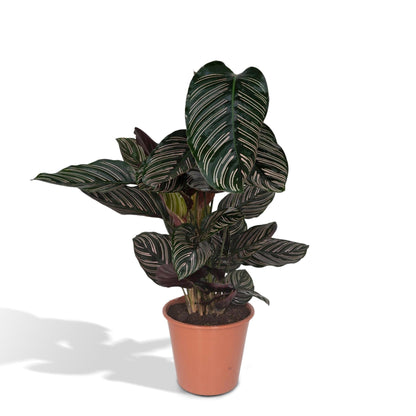 Calathea Ornata - Ø19cm - ↨75cm