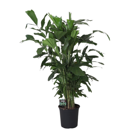 Caryota Mitis - Fischschwanzpalme-  Ø24cm - ↨120cm