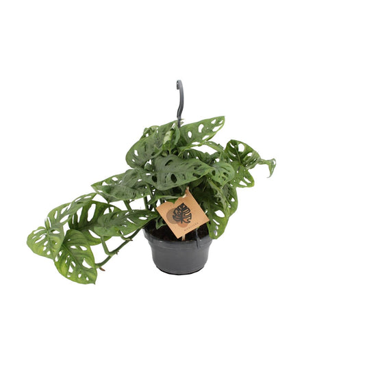 Monstera Monkey - Ø14cm - ↨30cm