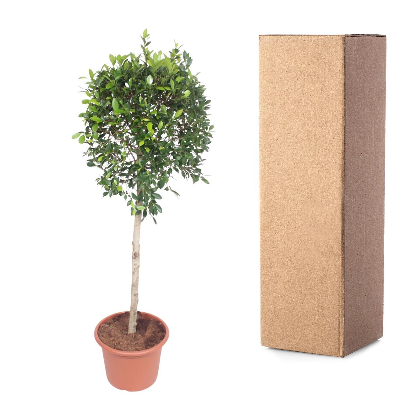 Ficus Nitida - ↨170cm - Ø40cm