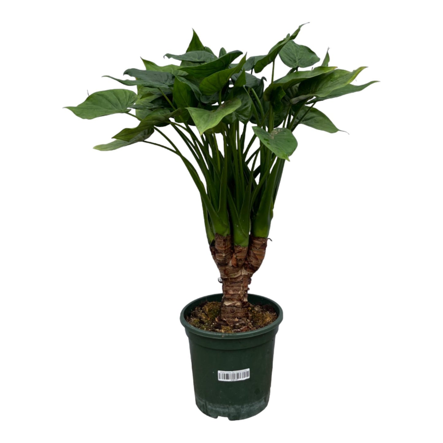 Alocasia Cucullatta am Stamm- ↨75cm - Ø26cm