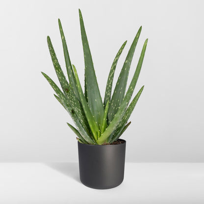 Aloe vera - ↨40cm - Ø12cm