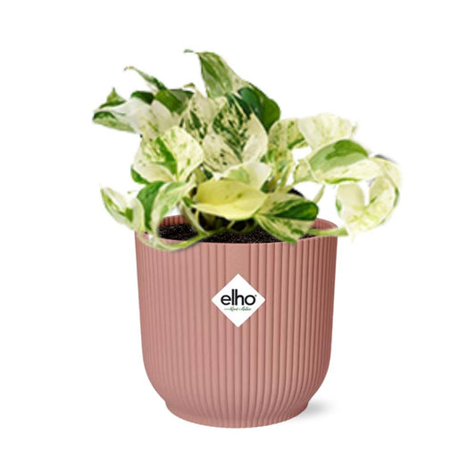 Epipremnum Happy Leaf - 10cm-20cm in ELHO Vibes Fold Topf 14cm rosa