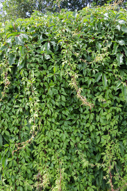 Parthenocissus q. var. 'Engelmannii' - ↨65cm - Ø15cm