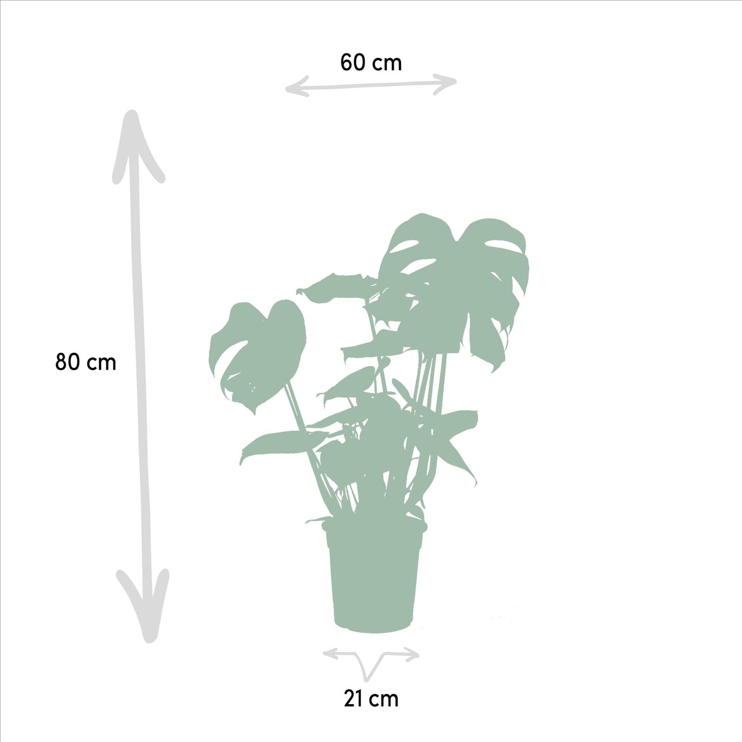 Monstera Deliciosa - Ø21cm - ↨75cm + Alocasia Zebrina - Ø19cm - ↨75cm + Strelitzia Nicolai - Ø19cm - ↨85cm