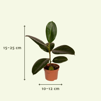 10x verschiedene Pflanzen - Ø12cm