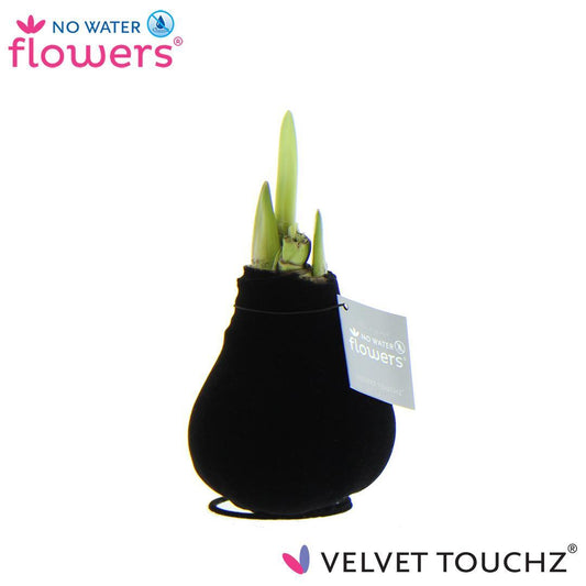 no water flowes - Velvet Touchz® - schwarz - ↨15cm