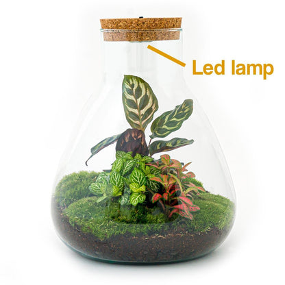 Flaschengarten - Sam Calathea mit Lampe - ↨30 cm - Harke+Schaufel