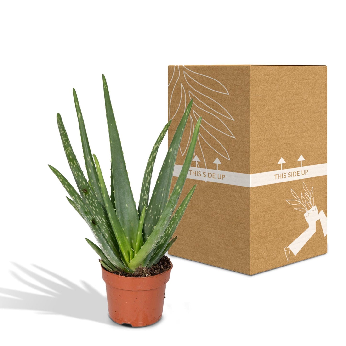 Aloe vera - ↨40cm - Ø12cm