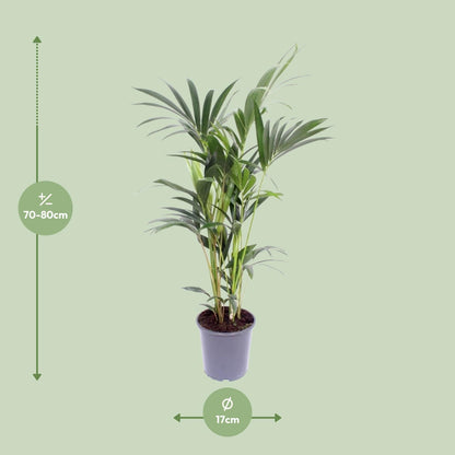 Howea Forsteriana - Kentia-Palme - Ø17cm - ↨75cm