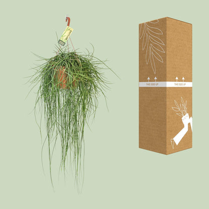 Rhipsalis Floccosa - Ø21cm - ↨70cm