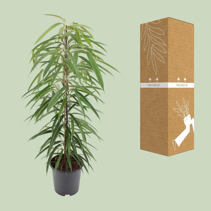 Ficus Binnendijkii Alii - Schmalblättrige Birkenfeige - ↨80cm - Ø21cm