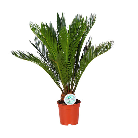 Cycas Revoluta - Sagopalmfarn - Ø17cm - ↨70cm