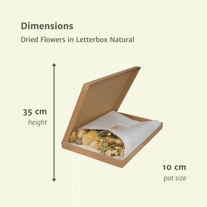 Trockenblumen in einer Box - Natur