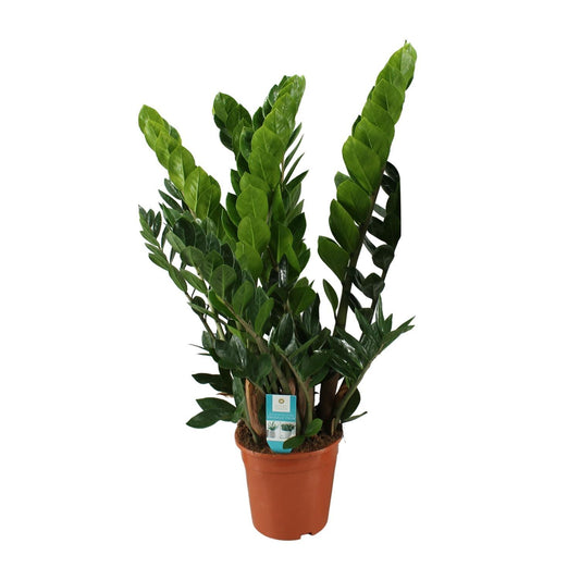 Zamioculcas Zamiifolia - Ø21cm - ↨80cm