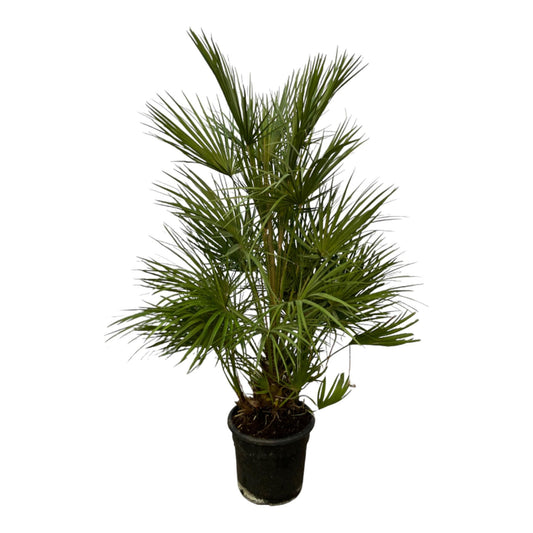 Chamaerops Humilis - Zwergpalme - ↨130 cm - Ø24cm