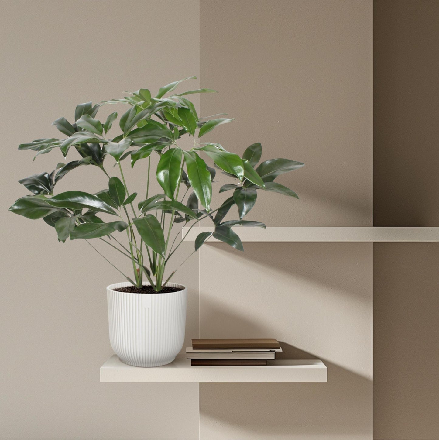 Philodendron Green Wonder - ↨120cm - Ø27cm