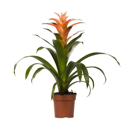 Guzmania Melissa - Ø12cm - ↨45cm