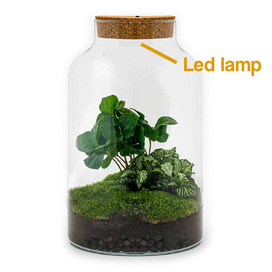 Flaschengarten - Milky Coffea mit Lampe - ↨ 31 cm - Normal