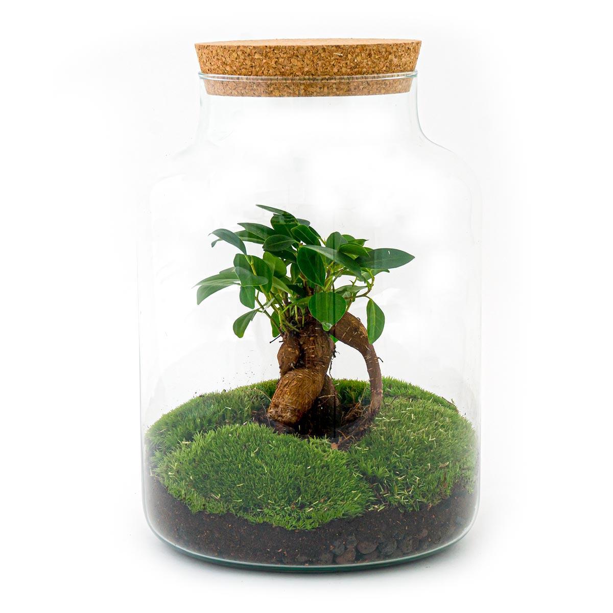 Flaschengarten - Milky mit bonsai - ↨ 30 cm - Normal