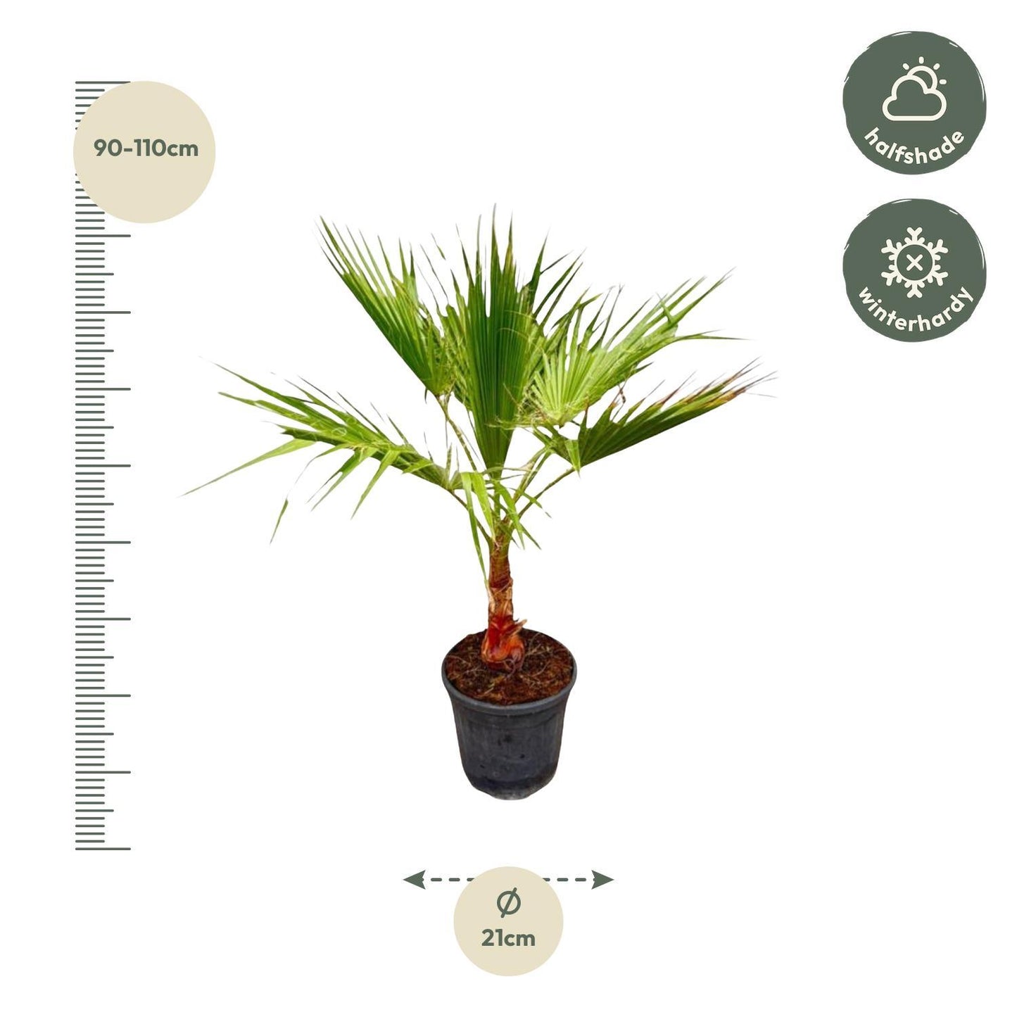 Washingtonia - Fächerpalme - ↨100cm - Ø21cm