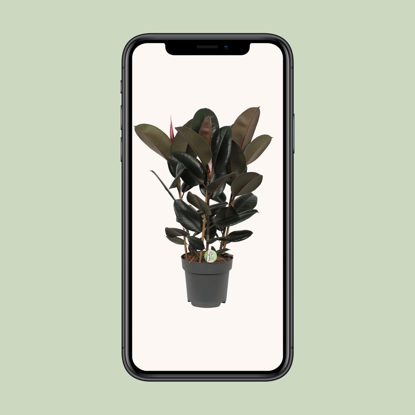 Ficus Abidjan - Gummibaum - Ø27cm - ↨90cm