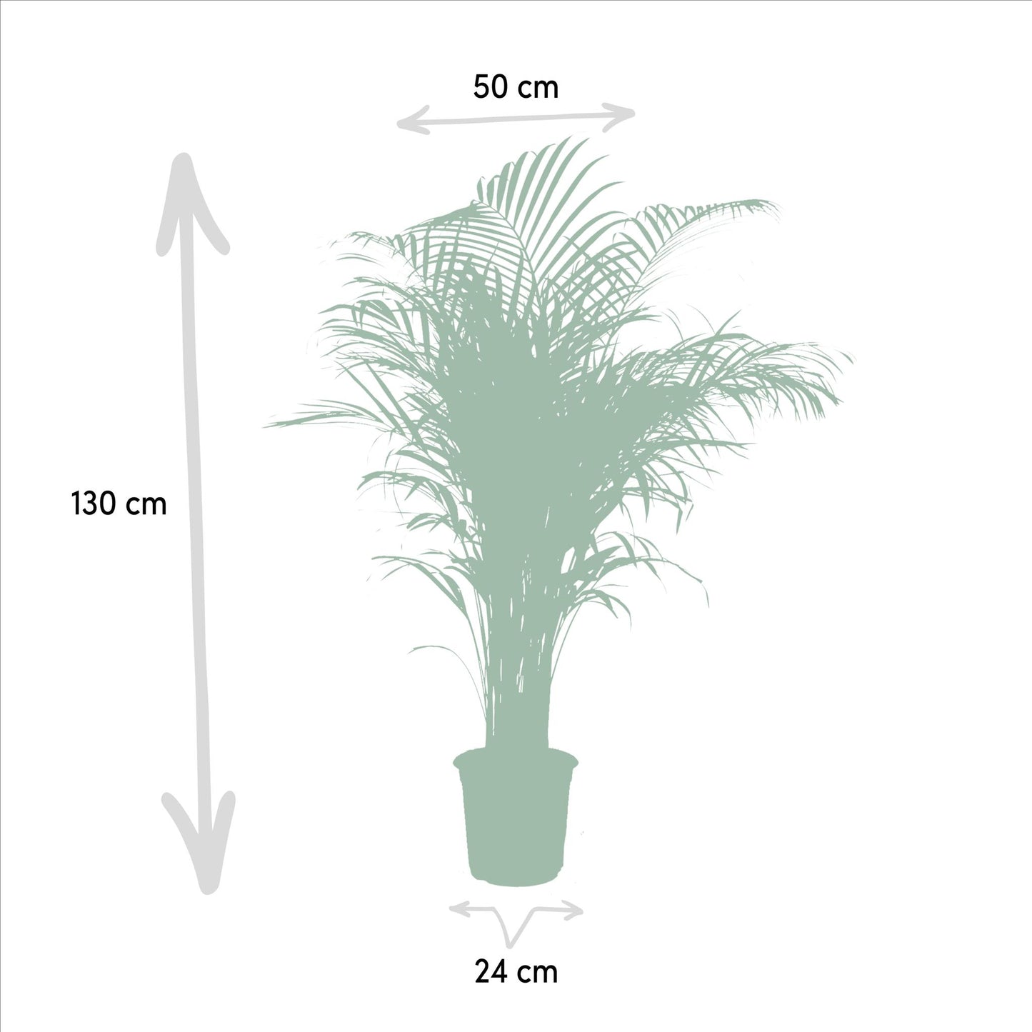 Areca-Palme -↨130cm - Ø24cm