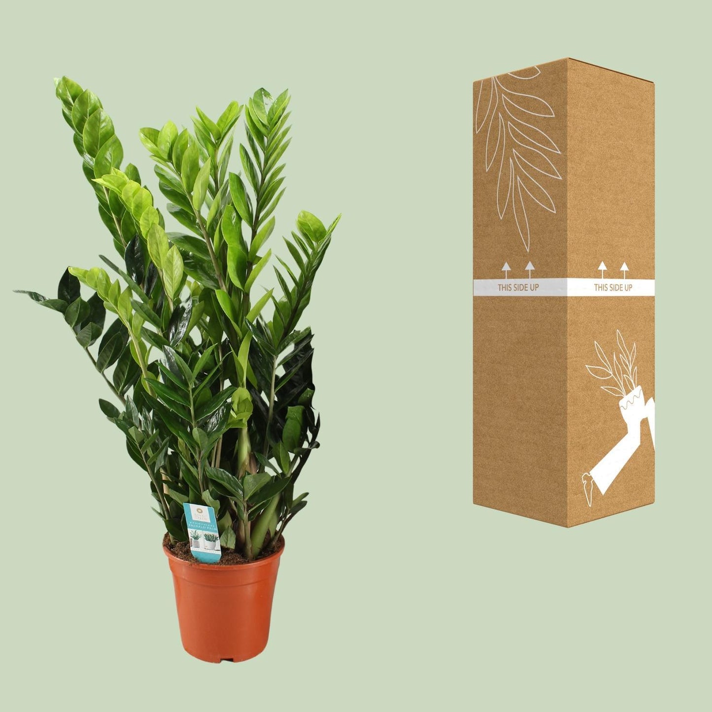 Zamioculcas Zamiifolia - Ø21cm - ↨95cm