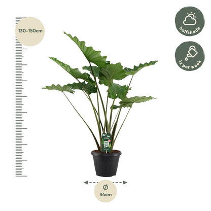 Alocasia Portodora - Elefantenohr - ↨140cm - Ø34cm