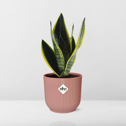 Sansevieria Futura Superba - 20cm-30cm in ELHO Vibes Fold Topf 14cm rosa