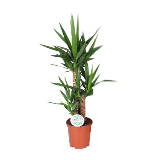 Yucca - Ø21cm - ↨90cm