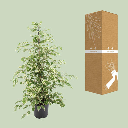 Ficus benjamina Twilight - Ø21cm - ↨95cm