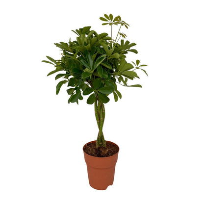 Schefflera Compacta - Ø19cm - ↨80cm