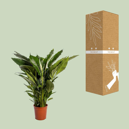 Spathiphyllum Sweet Sebastiano - Ø24cm - ↨110cm