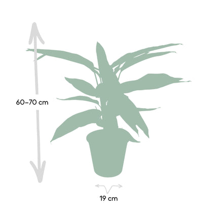 Calathea Triostar - Pfauenpflanze - ↨70cm - Ø19cm