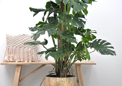 Monstera Deliciosa XXL - ↨150cm - Ø27cm